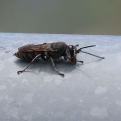 Pison sp. (genus) at Fadden, ACT - 4 Dec 2021