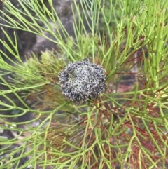 Isopogon anethifolius at Wingecarribee Local Government Area - 14 Nov 2021 by Tapirlord