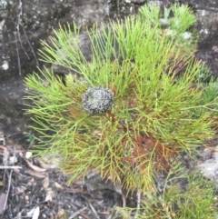 Isopogon anethifolius at Bundanoon, NSW - 14 Nov 2021