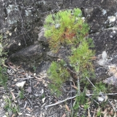 Isopogon anethifolius at Bundanoon, NSW - 14 Nov 2021 03:40 PM