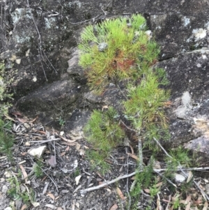 Isopogon anethifolius at Bundanoon, NSW - 14 Nov 2021