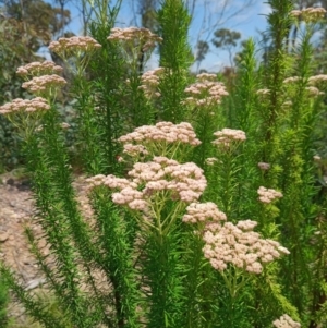 Cassinia aculeata subsp. aculeata at Corang, NSW - 3 Dec 2021