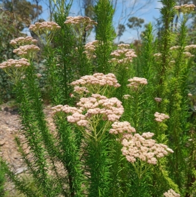 Cassinia aculeata subsp. aculeata (Dolly Bush, Common Cassinia, Dogwood) at Corang, NSW - 3 Dec 2021 by LeonieWood