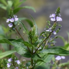 Veronica anagallis-aquatica (Blue Water Speedwell) at Fadden Hills Pond - 4 Dec 2021 by RodDeb