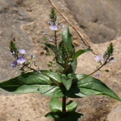 Veronica anagallis-aquatica at Fadden, ACT - 4 Dec 2021