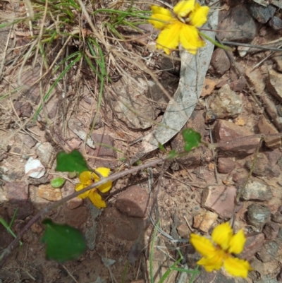 Goodenia hederacea subsp. hederacea (Ivy Goodenia, Forest Goodenia) at Corang, NSW - 3 Dec 2021 by LeonieWood