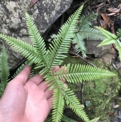 Sticherus flabellatus (Shiny Fan-fern, Umbrella Fern) at Bundanoon, NSW - 14 Nov 2021 by Tapirlord