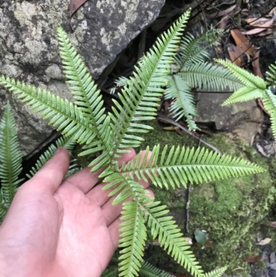 Sticherus flabellatus (Shiny Fan-fern, Umbrella Fern) at Morton National Park - 14 Nov 2021 by Tapirlord