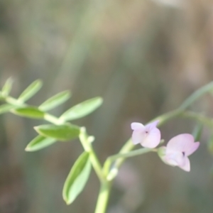 Vicia disperma at Rye Park, NSW - 4 Dec 2021