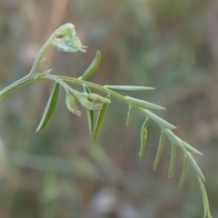 Vicia disperma at Rye Park, NSW - 4 Dec 2021