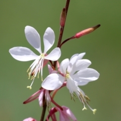 Oenothera lindheimeri (Clockweed) at Fadden, ACT - 4 Dec 2021 by RodDeb