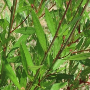 Oenothera lindheimeri at Fadden, ACT - 4 Dec 2021