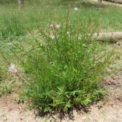 Oenothera lindheimeri at Fadden, ACT - 4 Dec 2021