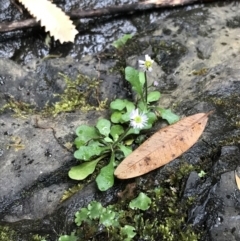 Lagenophora stipitata at Bundanoon, NSW - 14 Nov 2021