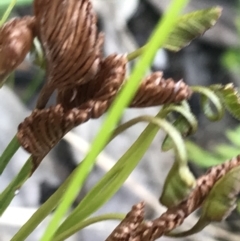 Schizaea bifida (Forked Comb Fern) at Bundanoon - 14 Nov 2021 by Tapirlord