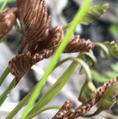 Schizaea bifida (Forked Comb Fern) at Wingecarribee Local Government Area - 14 Nov 2021 by Tapirlord