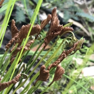 Schizaea bifida at Bundanoon, NSW - 14 Nov 2021