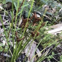 Schizaea bifida at Bundanoon, NSW - 14 Nov 2021