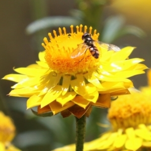 Xerochrysum viscosum at Fadden, ACT - 4 Dec 2021 12:55 PM