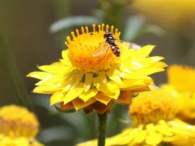 Xerochrysum viscosum (Sticky Everlasting) at Fadden, ACT - 4 Dec 2021 by RodDeb