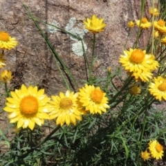 Xerochrysum viscosum at Fadden, ACT - 4 Dec 2021 12:55 PM