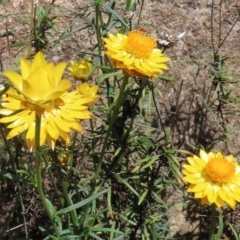 Xerochrysum viscosum at Fadden, ACT - 4 Dec 2021