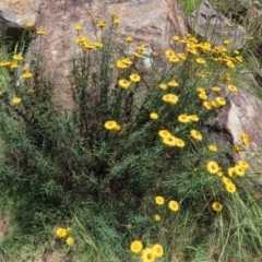 Xerochrysum viscosum at Fadden, ACT - 4 Dec 2021 12:55 PM