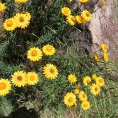 Xerochrysum viscosum at Fadden, ACT - 4 Dec 2021 12:55 PM