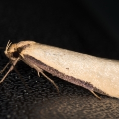 Philobota mathematica group undescribed species. (A concealer moth) at Melba, ACT - 14 Sep 2021 by kasiaaus