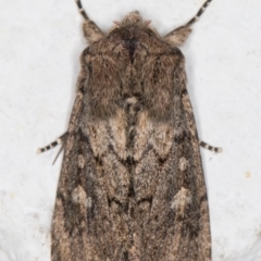 Condica aroana (Small Condica Moth) at Melba, ACT - 15 Sep 2021 by kasiaaus