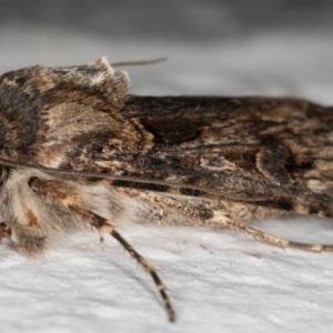 Agrotis munda at Melba, ACT - 15 Sep 2021 10:19 PM