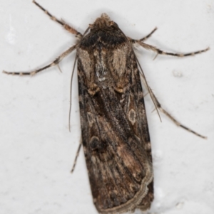 Agrotis munda at Melba, ACT - 15 Sep 2021 10:19 PM