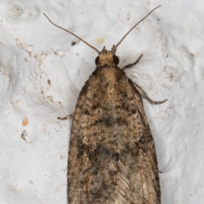 Tortricinae (subfamily) (A tortrix moth) at Melba, ACT - 15 Sep 2021 by kasiaaus