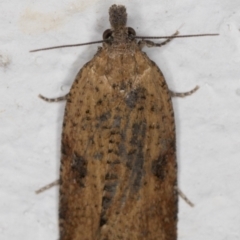 Tortricinae (subfamily) (A tortrix moth) at Melba, ACT - 17 Sep 2021 by kasiaaus