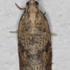 Tortricinae (subfamily) (A tortrix moth) at Melba, ACT - 17 Sep 2021 by kasiaaus