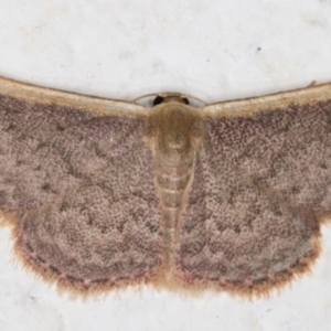 Idaea inversata at Melba, ACT - 17 Sep 2021 10:43 PM