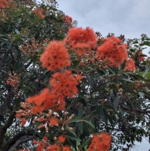 Corymbia ficifolia at Eden, NSW - 3 Dec 2021 08:02 PM