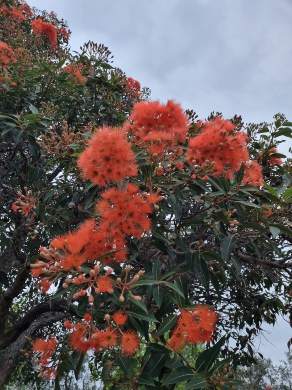 Corymbia ficifolia at Eden, NSW - 3 Dec 2021