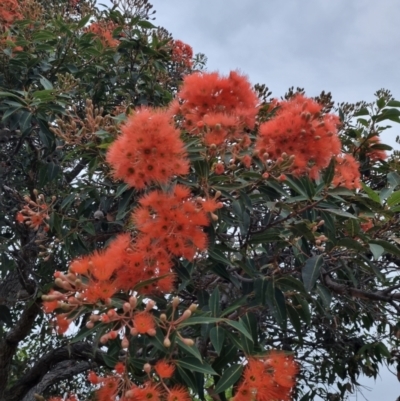 Corymbia ficifolia (Red-flowering Gum) at Eden, NSW - 3 Dec 2021 by AaronClausen