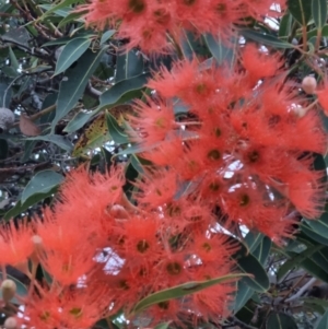 Corymbia ficifolia at Eden, NSW - 3 Dec 2021 08:02 PM