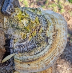 Unidentified Shelf-like to hoof-like & usually on wood (TBC) at Eden, NSW - 4 Dec 2021 by AaronClausen
