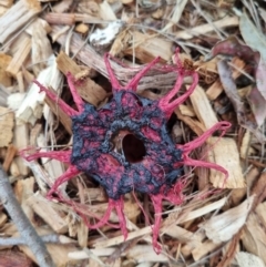 Aseroe rubra (Anemone Stinkhorn) at Eden, NSW - 4 Dec 2021 by AaronClausen