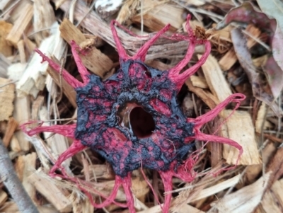 Aseroe rubra (Anemone Stinkhorn) at Eden, NSW - 4 Dec 2021 by AaronClausen