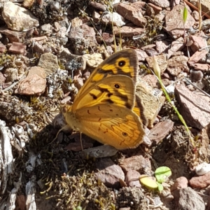 Heteronympha merope at Gundaroo, NSW - 4 Dec 2021 09:16 AM