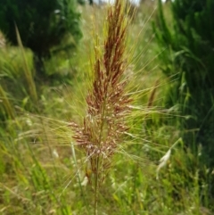 Austrostipa densiflora (Foxtail Speargrass) at Gundaroo, NSW - 4 Dec 2021 by MatthewFrawley