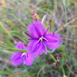 Thysanotus tuberosus subsp. tuberosus at Gundaroo, NSW - 4 Dec 2021