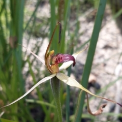 Caladenia montana (Mountain Spider Orchid) at Tennent, ACT - 4 Dec 2021 by mlech