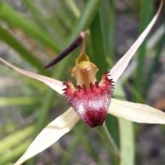 Caladenia montana at Tennent, ACT - 4 Dec 2021