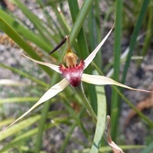 Caladenia montana at Tennent, ACT - 4 Dec 2021