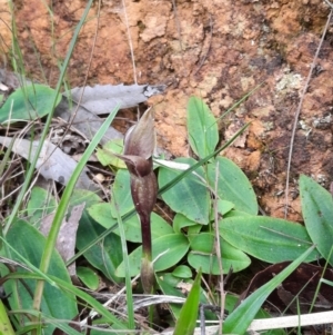 Chiloglottis valida at Cotter River, ACT - 4 Dec 2021